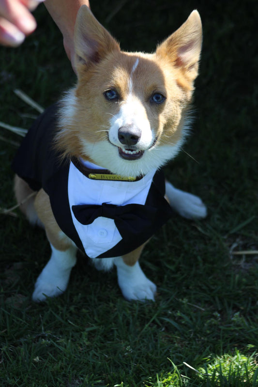 Rolled Leather Dog Collar with One Personalized Brass Tag