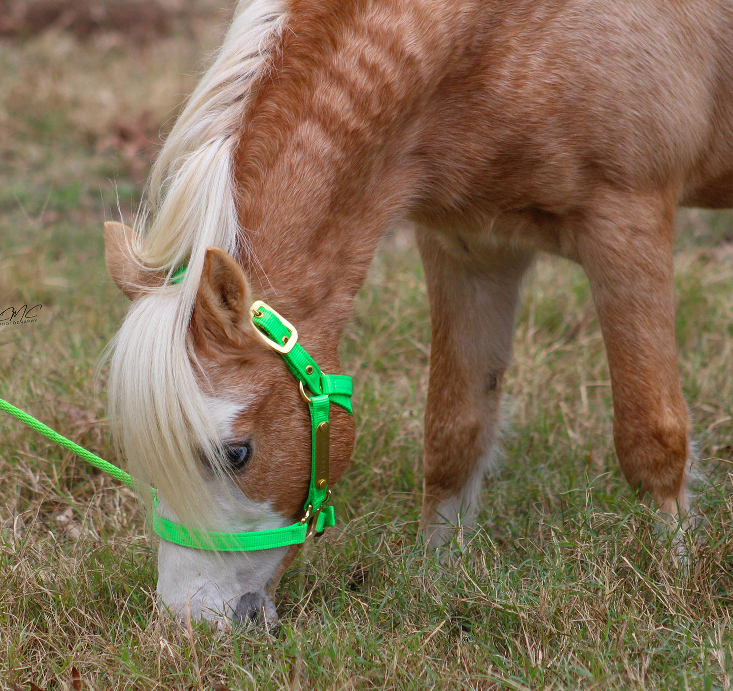 Neon Nylon Miniature & Pony Halter with One Brass Tag & Matching Lead Rope