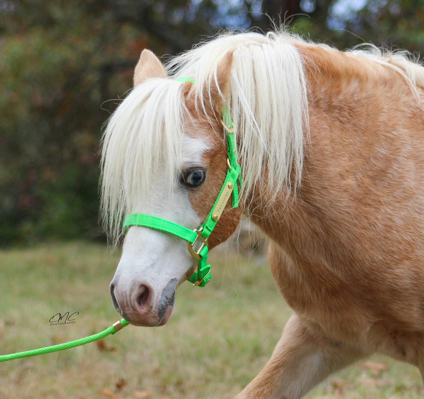 Neon Nylon Miniature & Pony Halter with One Brass Tag & Matching Lead Rope