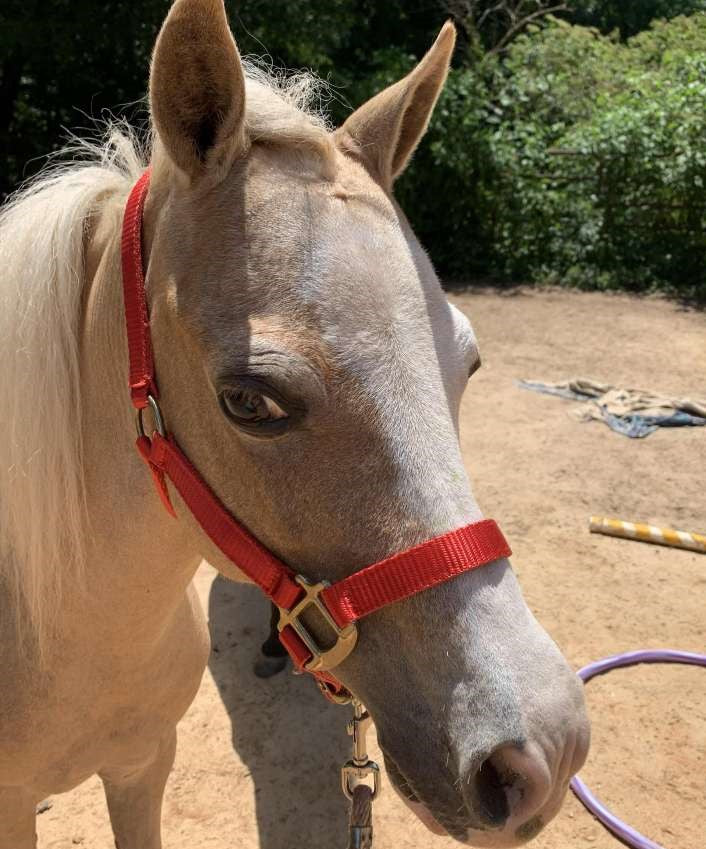 Premium 3/4" Mini Nylon Halter