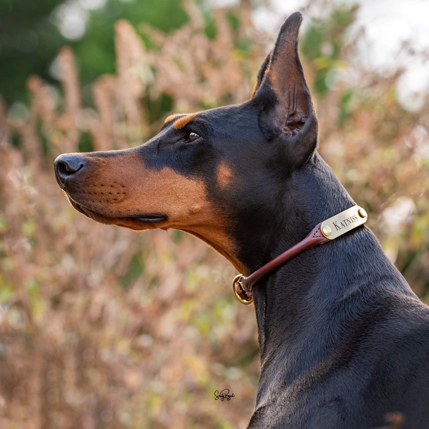 Rolled Leather Dog Collar with One Personalized Brass Tag