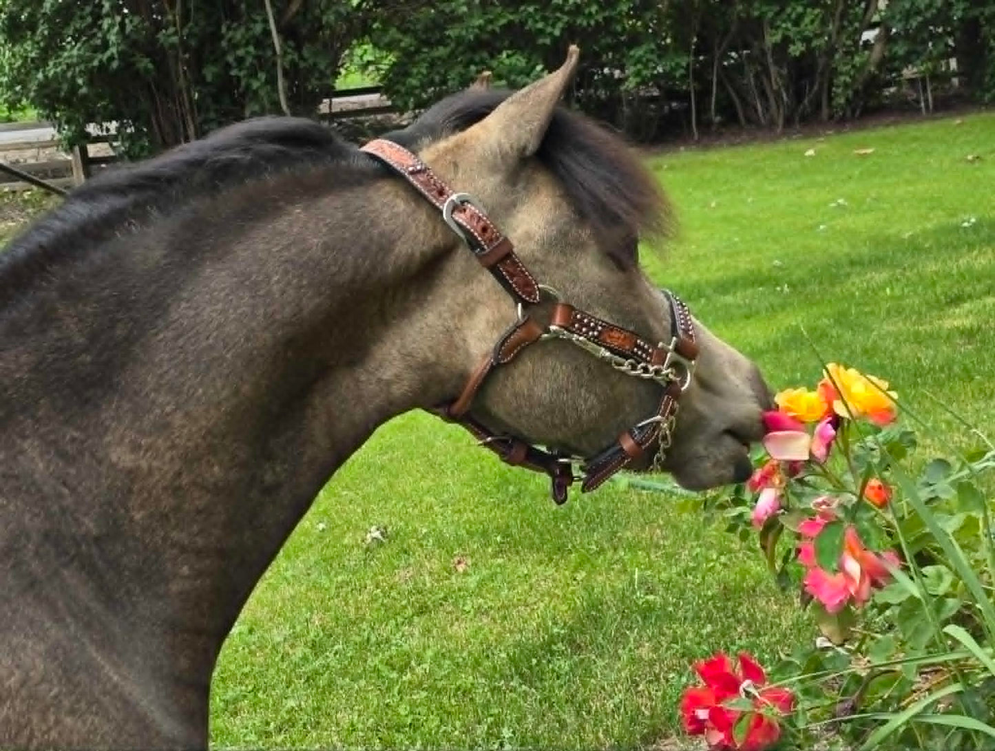 Miniature Horse and Pony Western Leather Halter with Lead – Royal King Cow Puncher