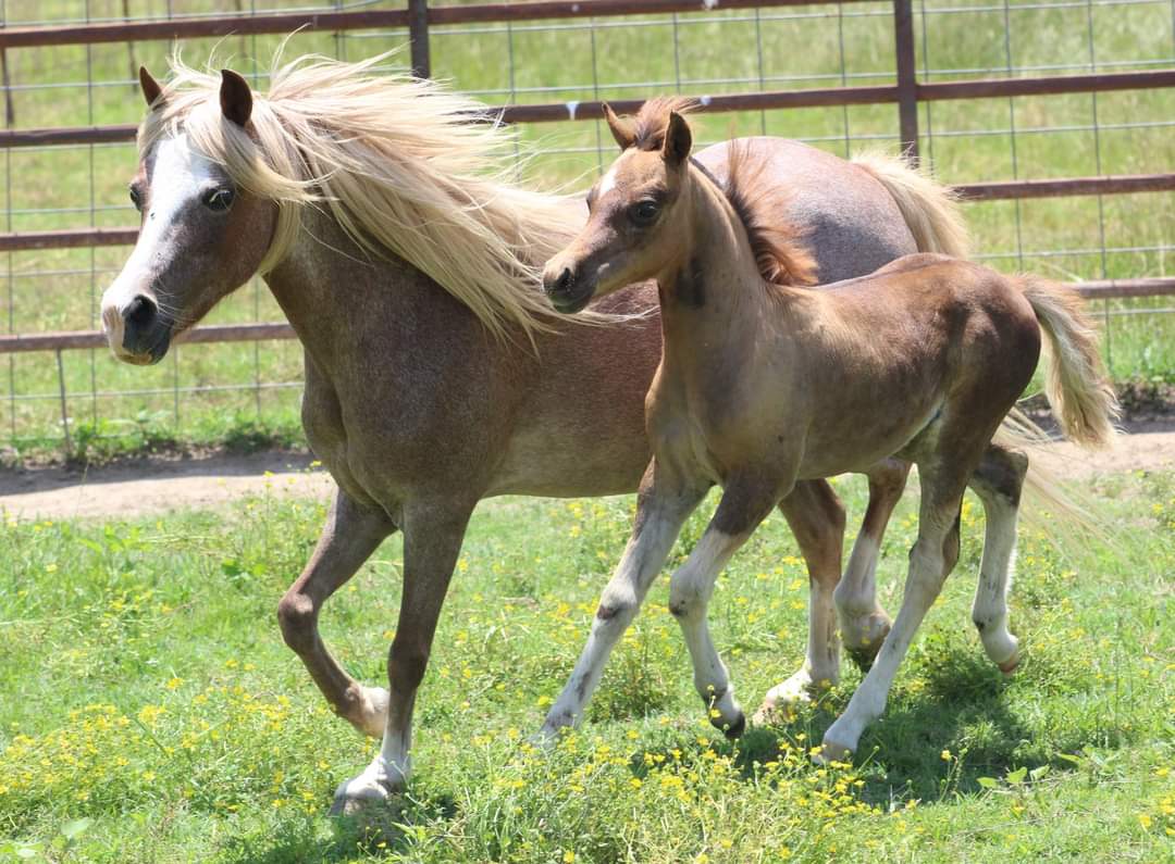 Mountain Tack Gift Card