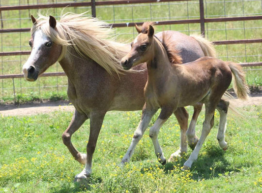 Mountain Tack Gift Card