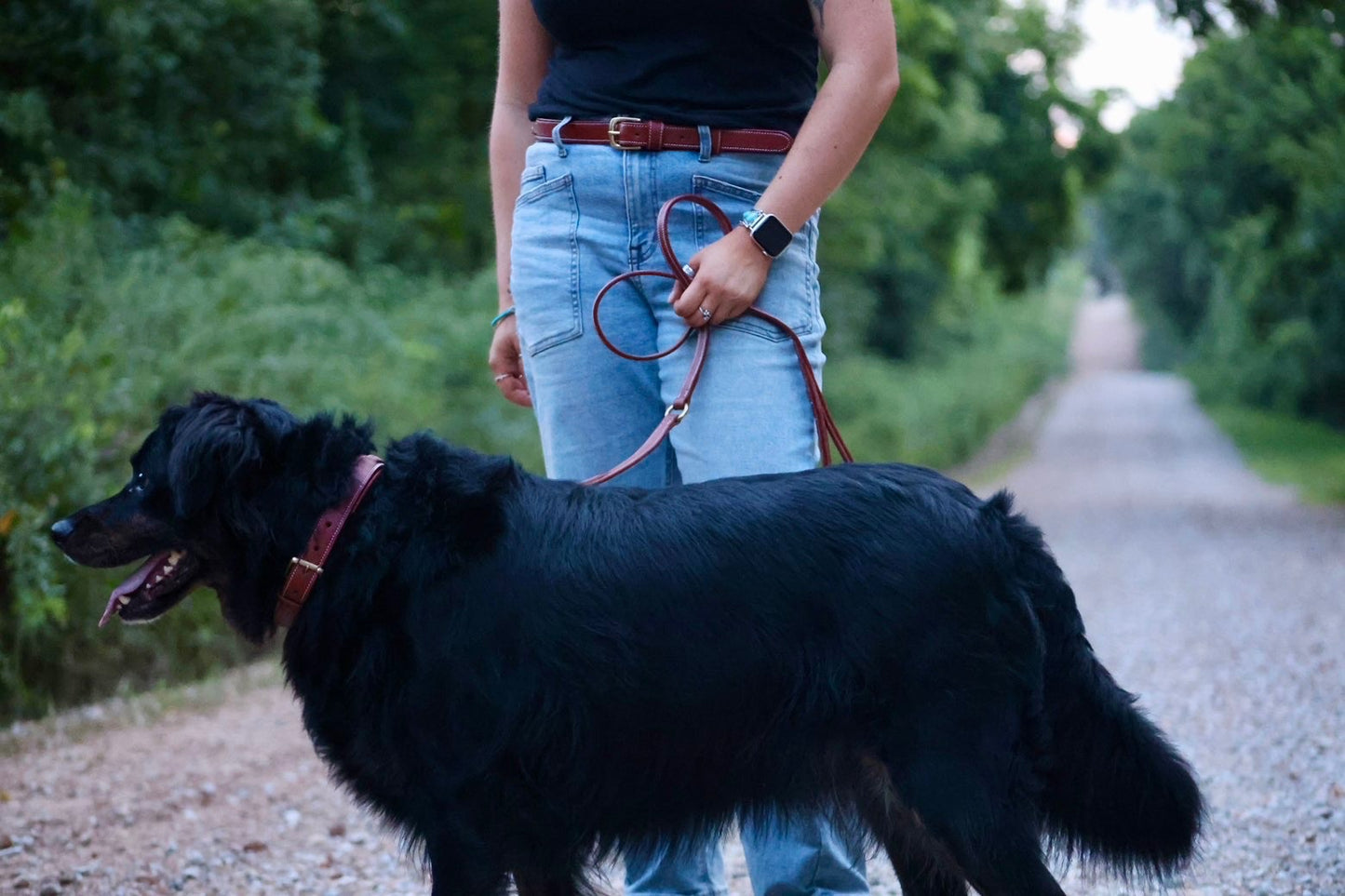 Premium Padded Leather Dog Collar with Brass Hardware