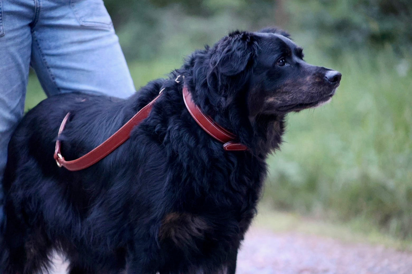 Premium Padded Leather Dog Leash with Brass Hardware