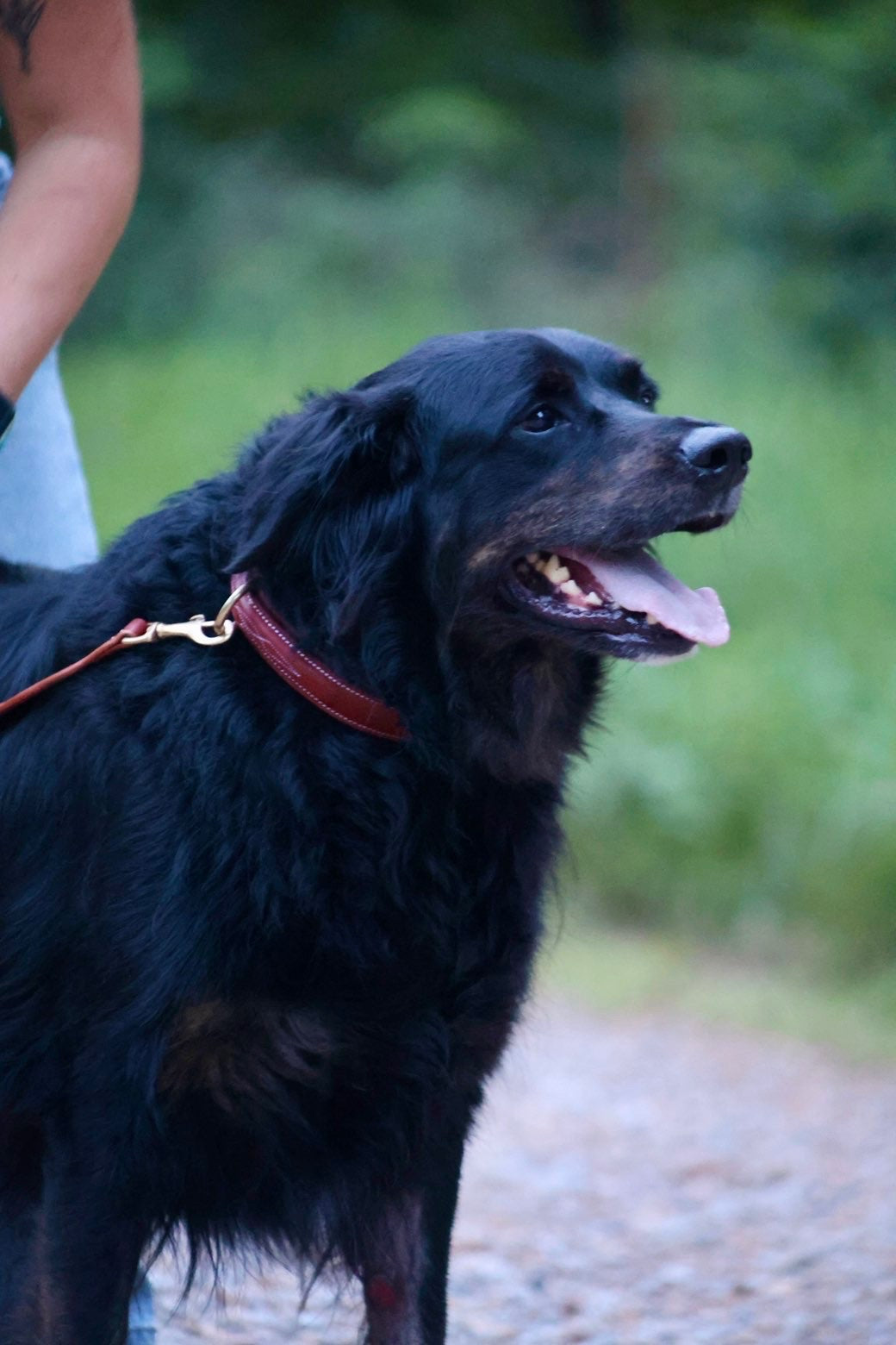 Premium Padded Leather Dog Collar with Brass Hardware