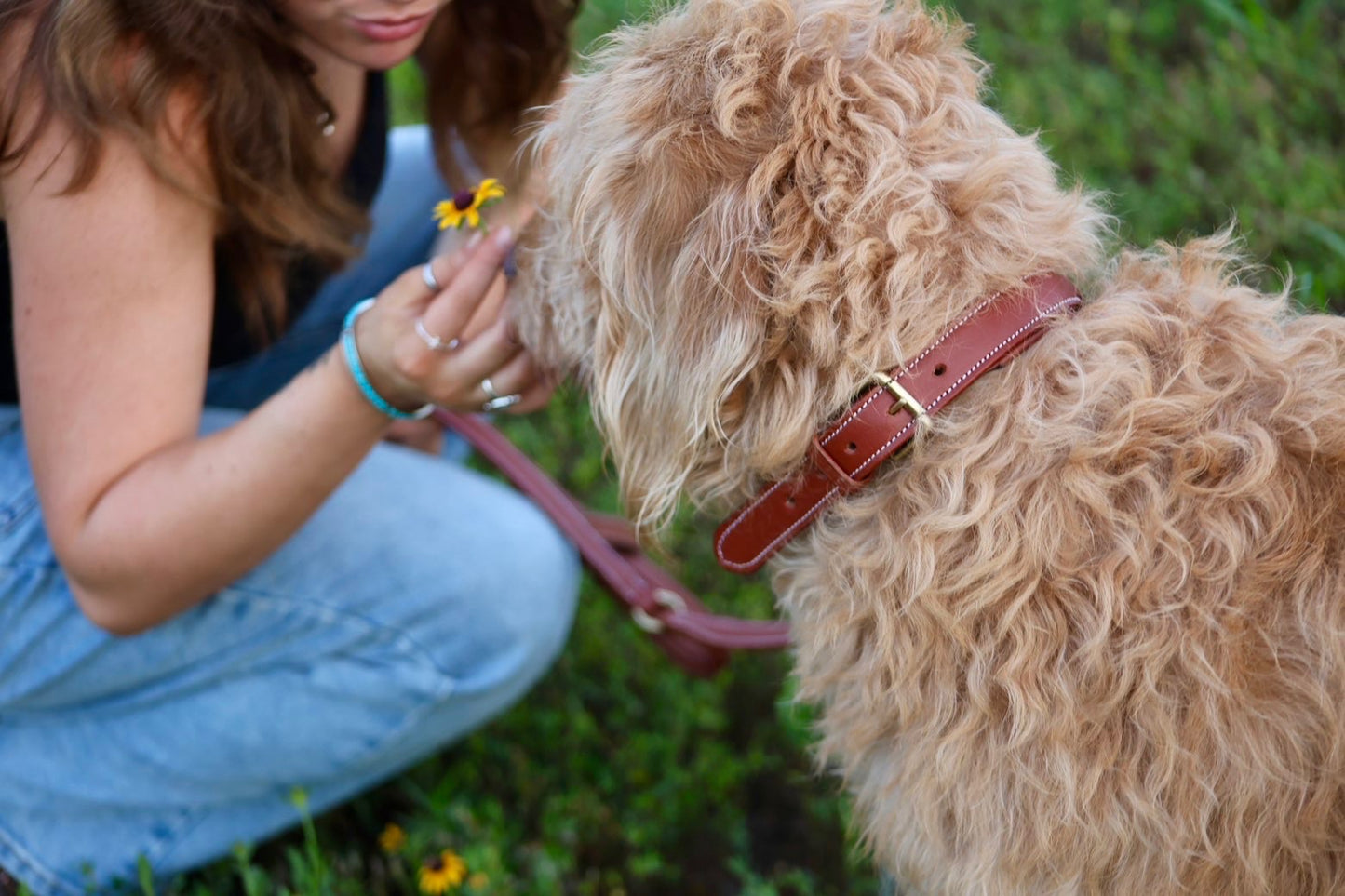 Premium Padded Leather Dog Collar with Brass Hardware