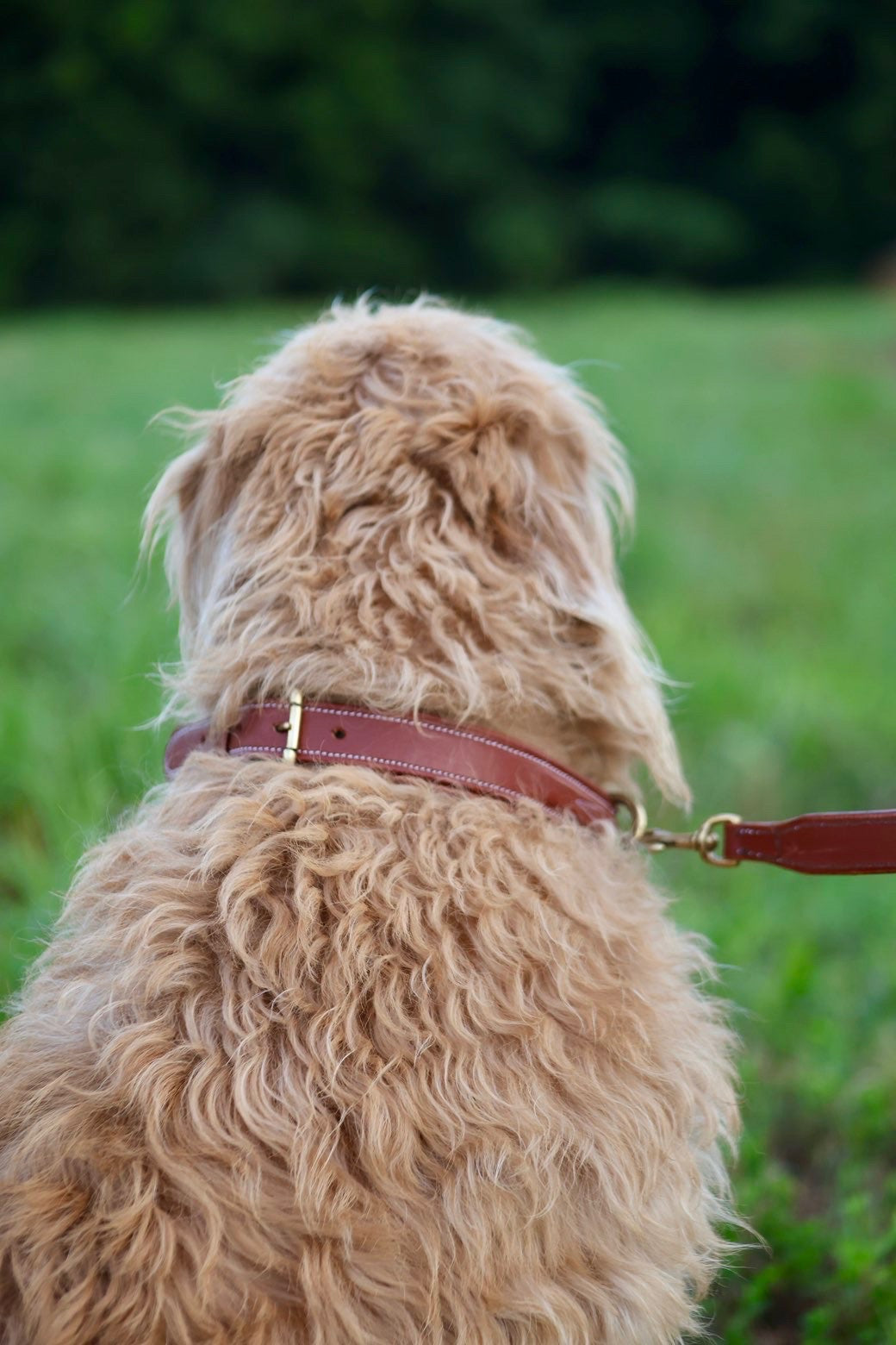 Premium Padded Leather Dog Collar with Brass Hardware
