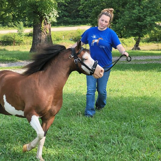 Nylon Training Caveson for Minis and Ponies