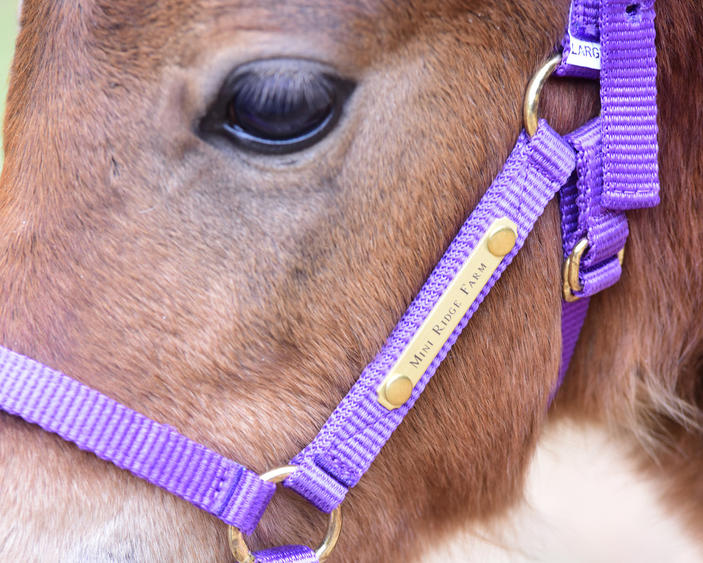 Personalized Economy Miniature 5/8" Nylon Halter with One Brass Tag