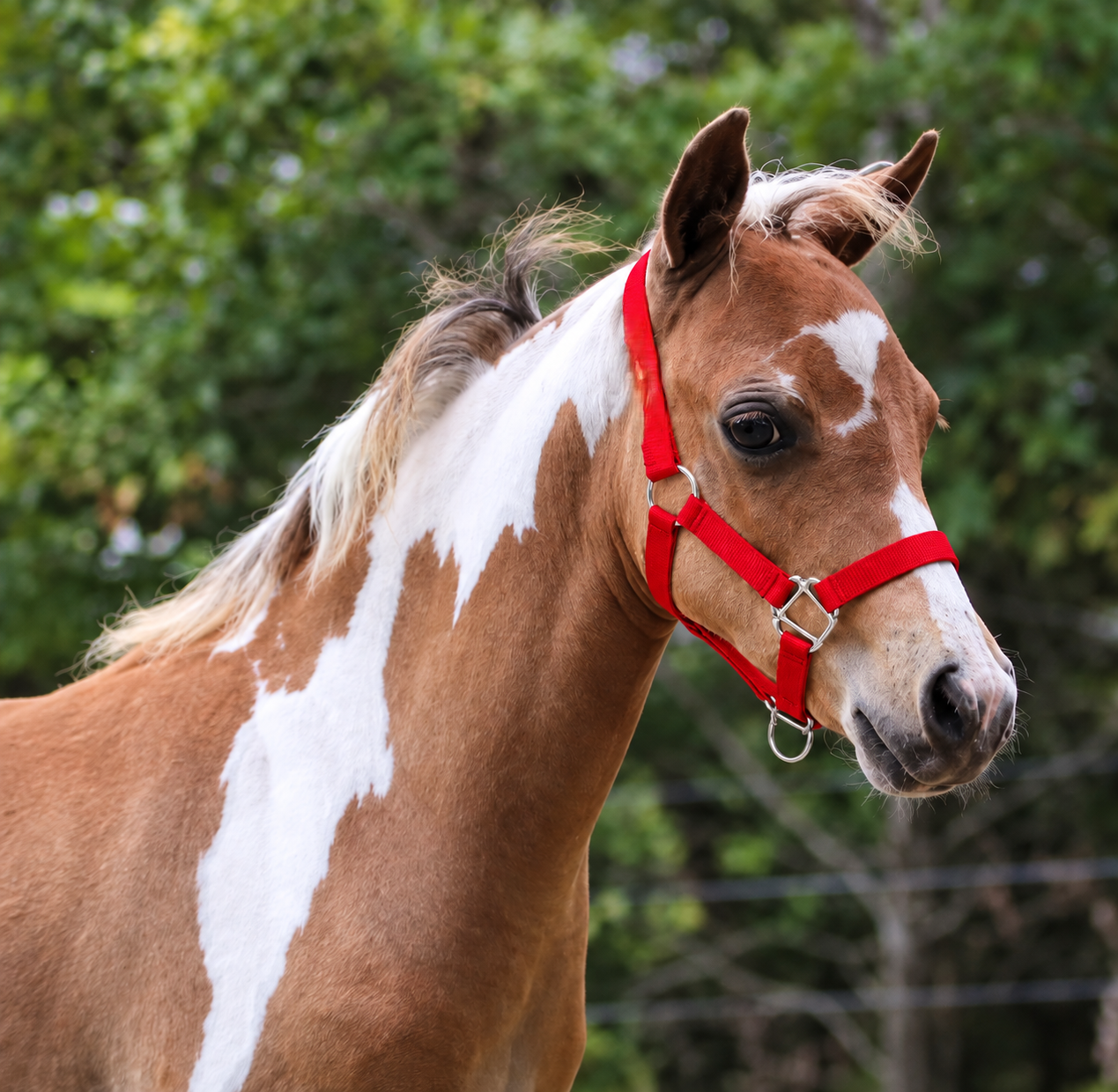 Mini Nylon Padded Halter by Tough1