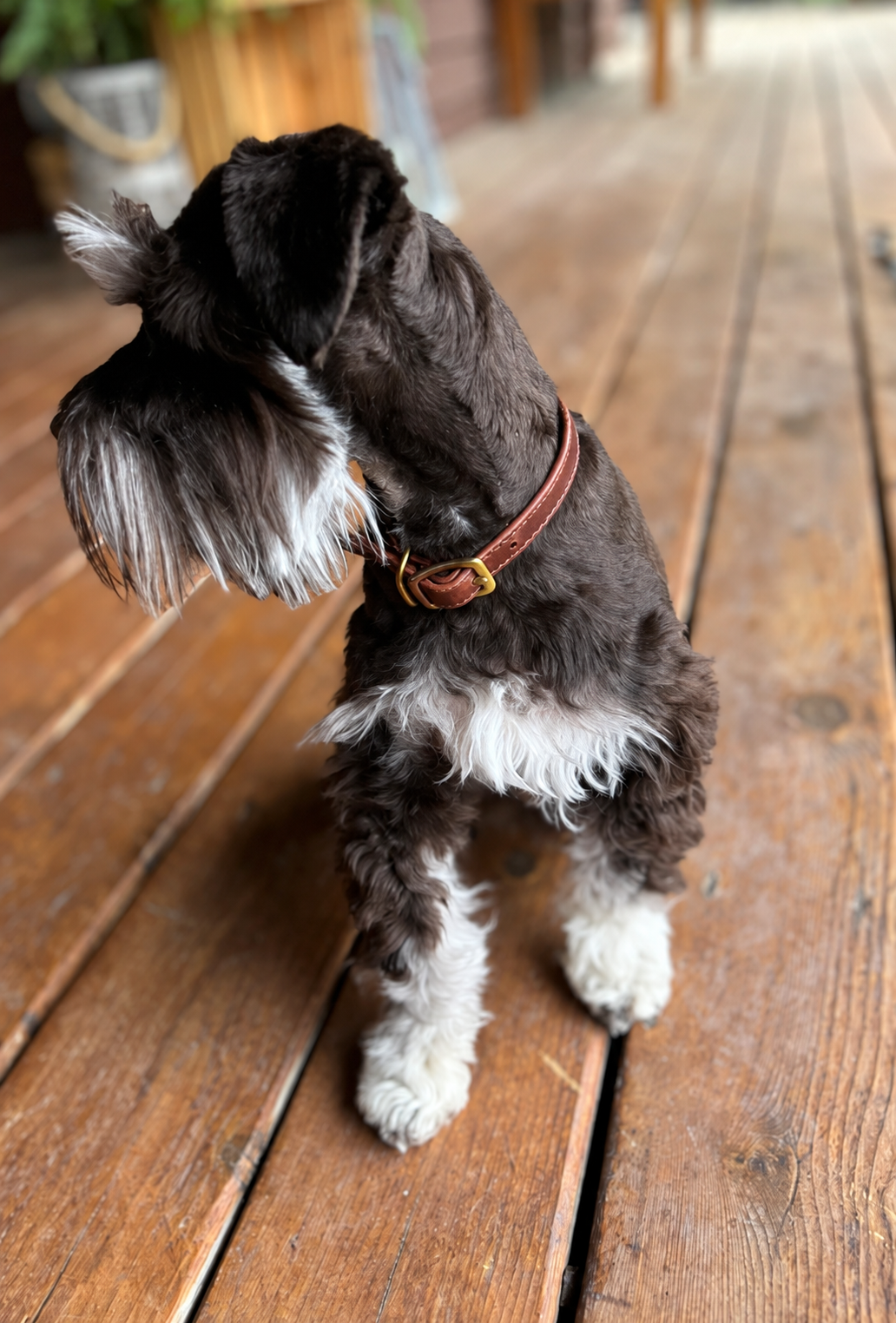 Flat 3/8" Leather Dog Collar