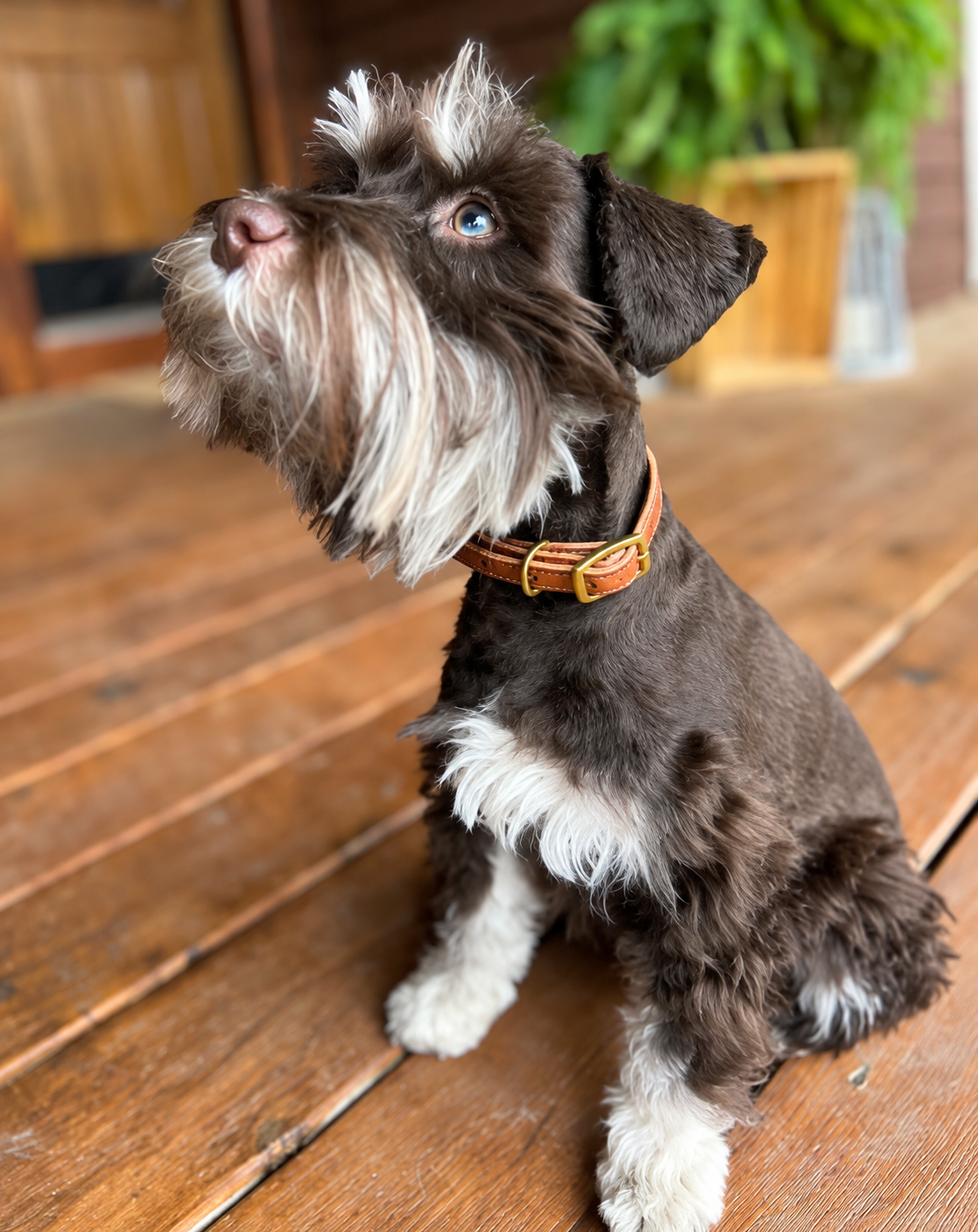 Flat 3/8" Leather Dog Collar