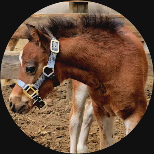 Miniature Foal Nylon Halter