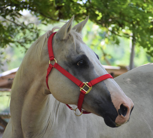 Premium 1" Horse Nylon Halter