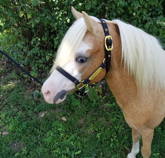 Premium Nylon Miniature & Pony Halter with One Brass Tag