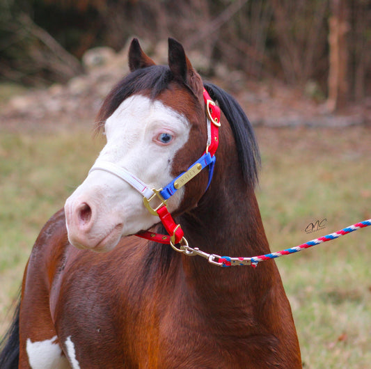 Premium 3/4" Mini RWB Nylon Halter w/Lead