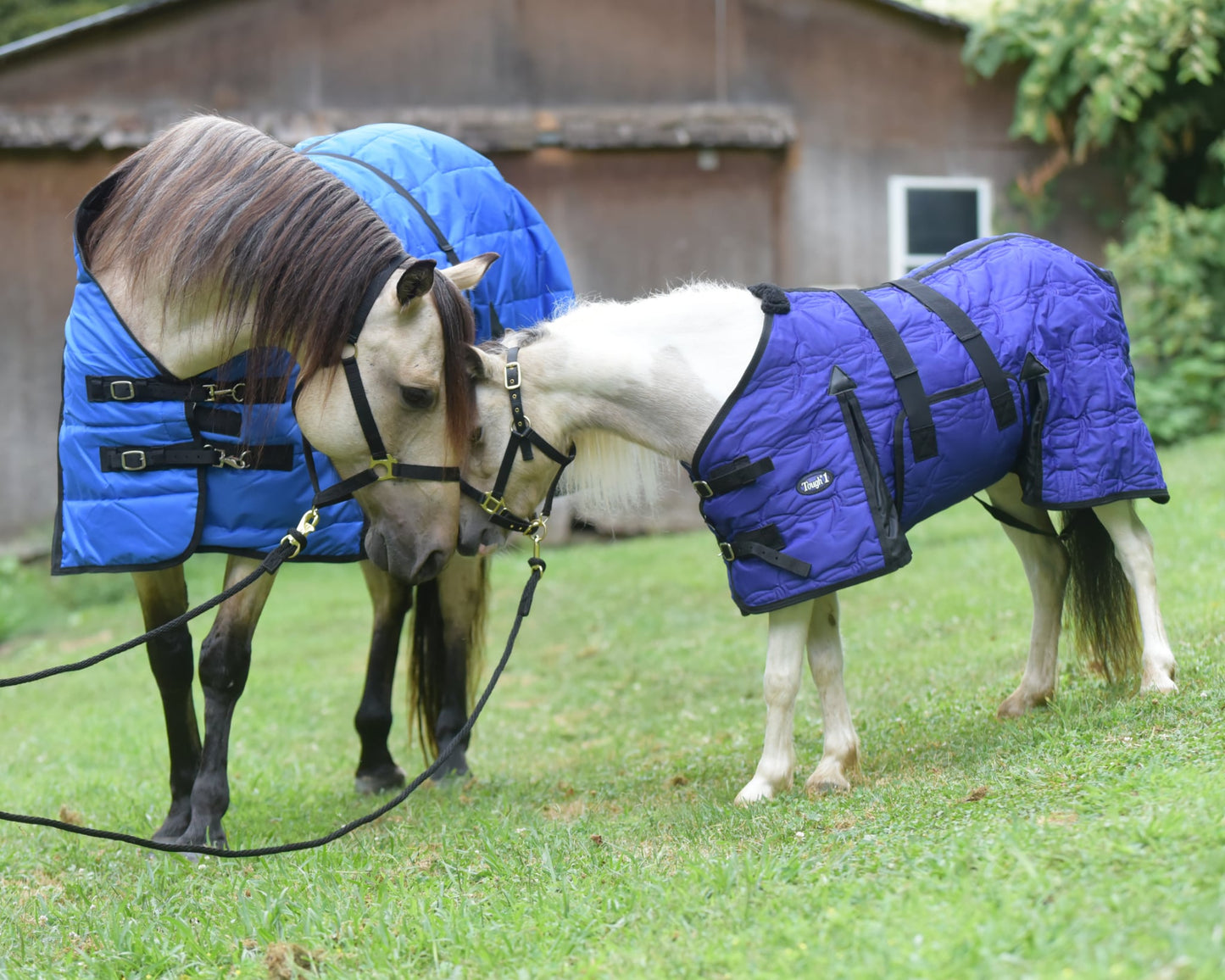 Miniature Horse 600D Stable Blanket with Belly Wrap – Durable & Warm, by Tough1