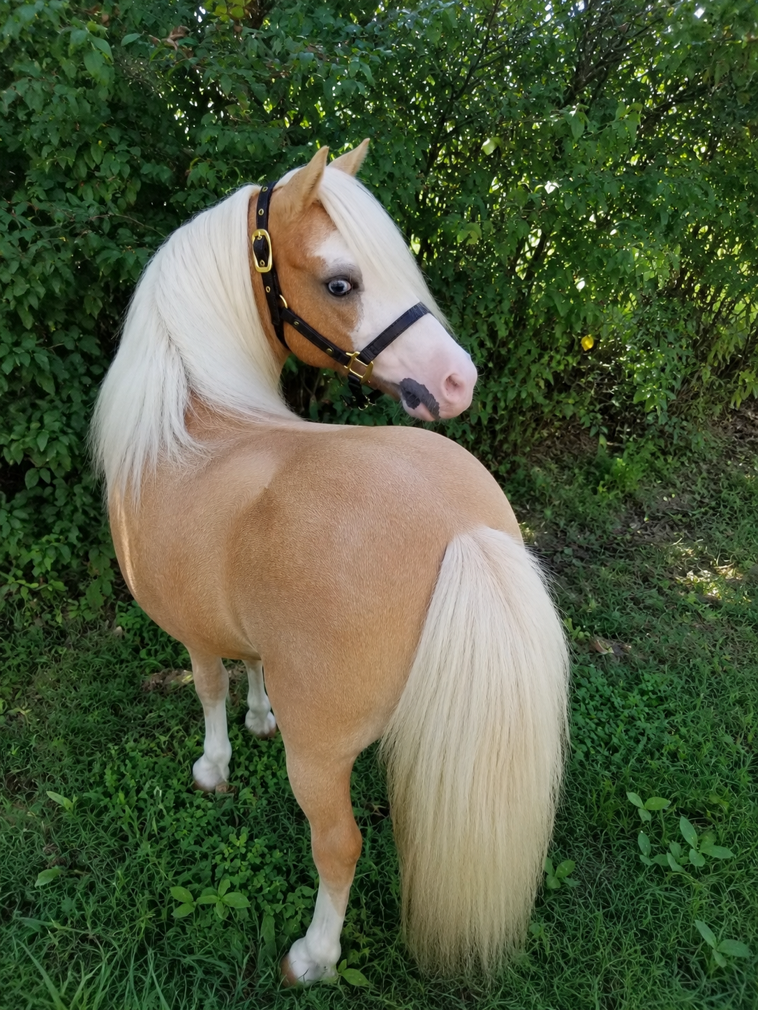 Miniature Horse & Small Pony Quarter Style Leather Halter