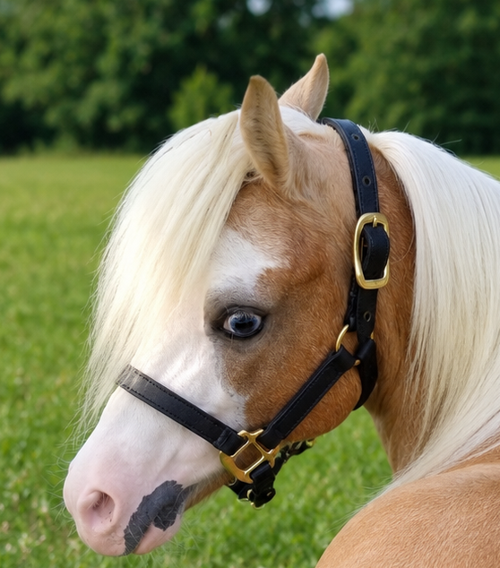 Miniature Horse & Small Pony Quarter Style Leather Halter