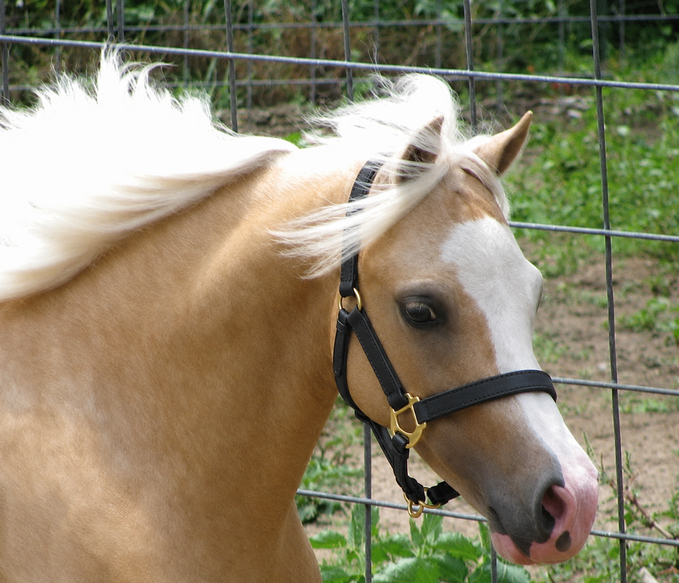 Miniature Horse & Small Pony Quarter Style Leather Halter