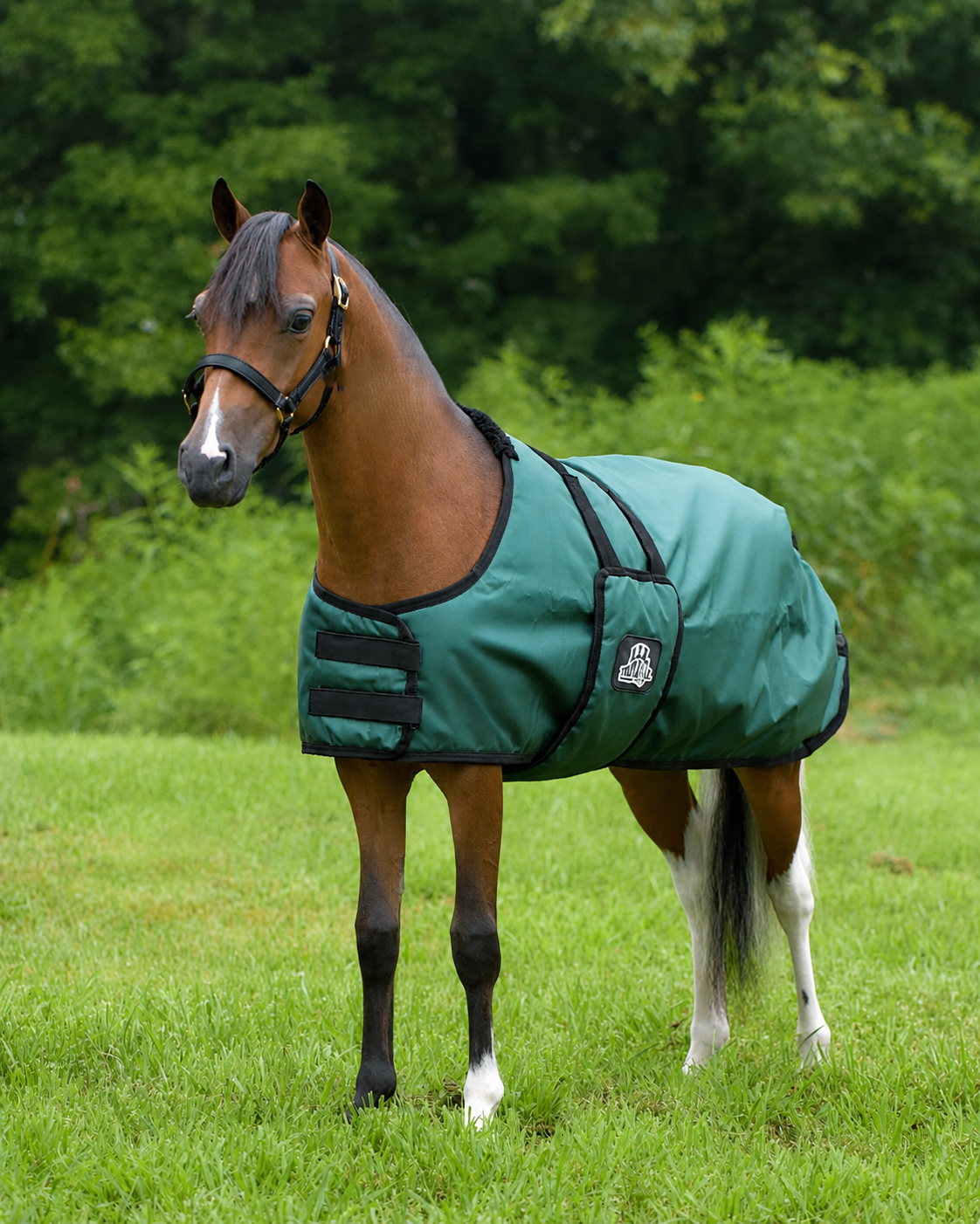 Miniature Horse & Small Pony Quarter Style Leather Halter