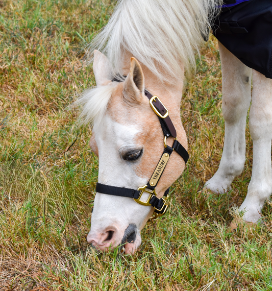 Miniature Horse Personalized Breakaway Halter – Tough1 Premium Nylon with Brass Nameplate