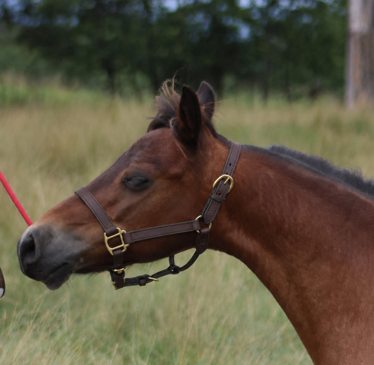 Miniature Horse & Small Pony Quarter Style Leather Halter