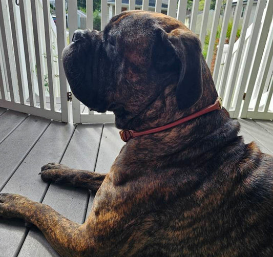 Rolled Leather Amish Made Dog Collar