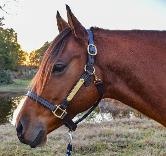 Personalized Triple Leather Horse Halter with One Brass Tag