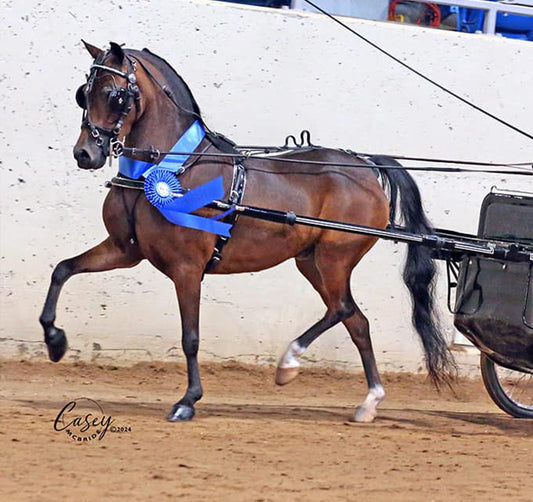 Miniature Horse and Pony Rolled Leather Fancy Show Harness by Mose Miller