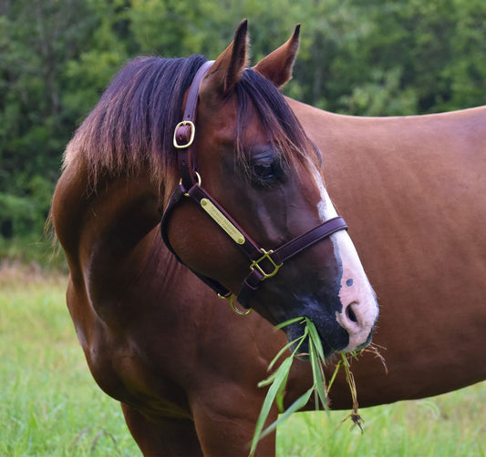 Leather Horse Halter with Two Brass Tags by Mose Miller