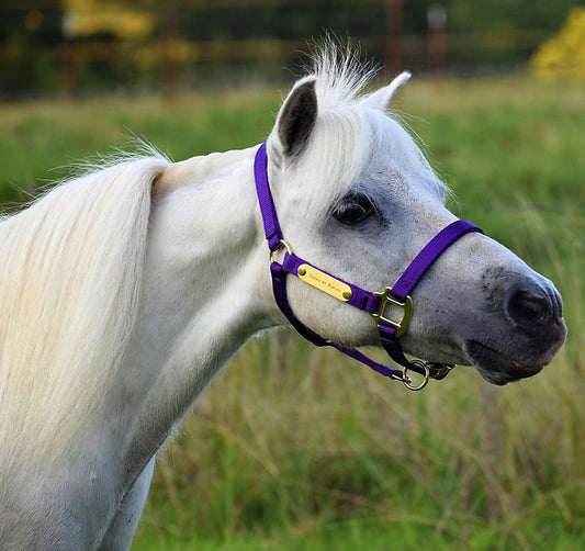 Premium Nylon Miniature & Pony Halter with Two Brass Tags