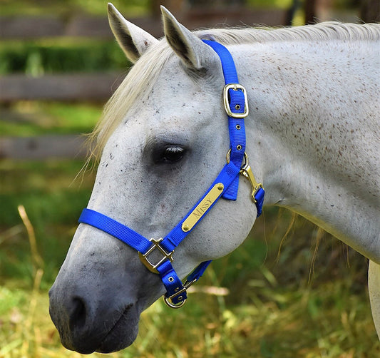 Premium Nylon Horse Halter with One Brass Tag