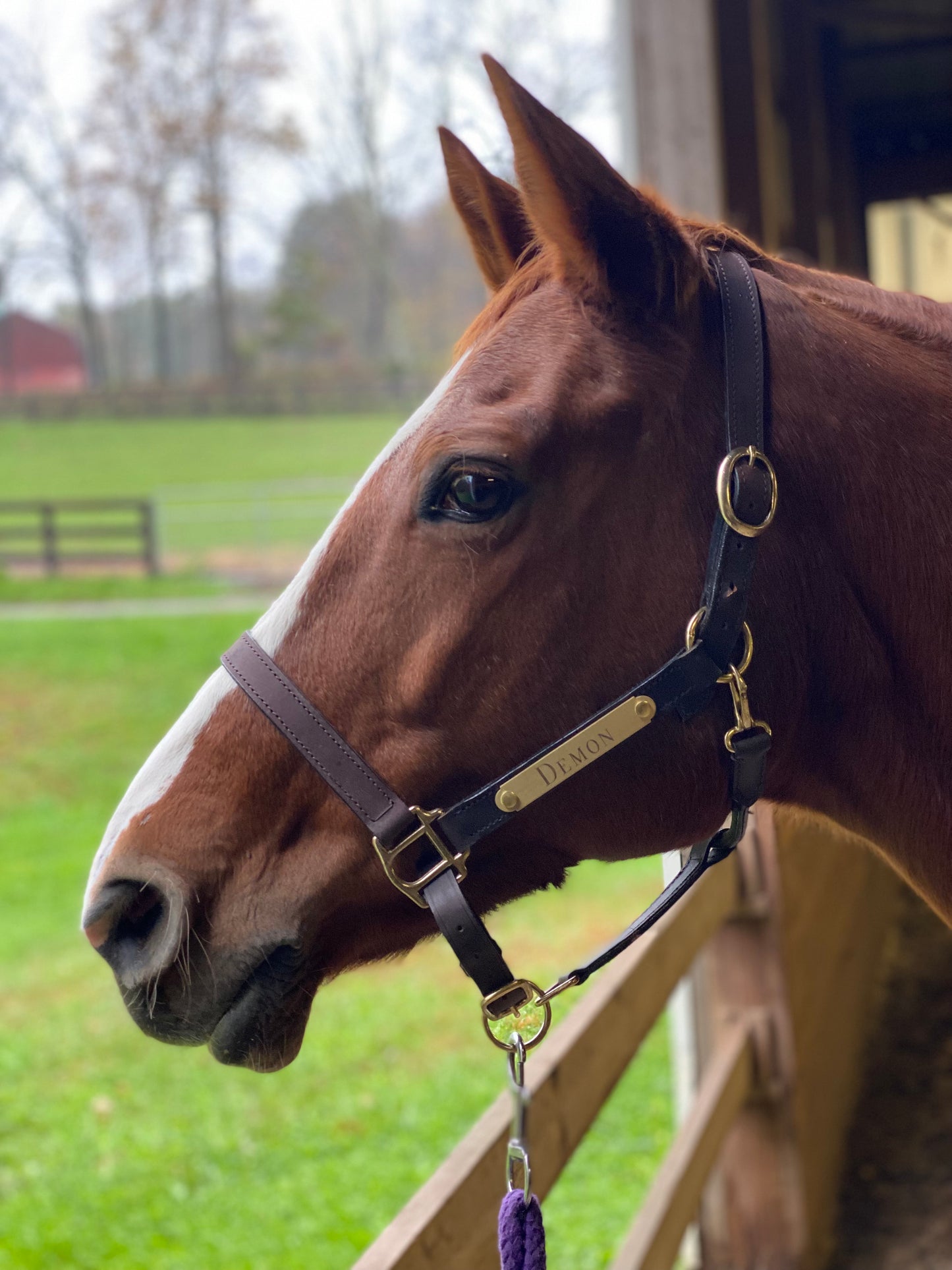 Personalized Economy Leather Halter with One Brass Tag