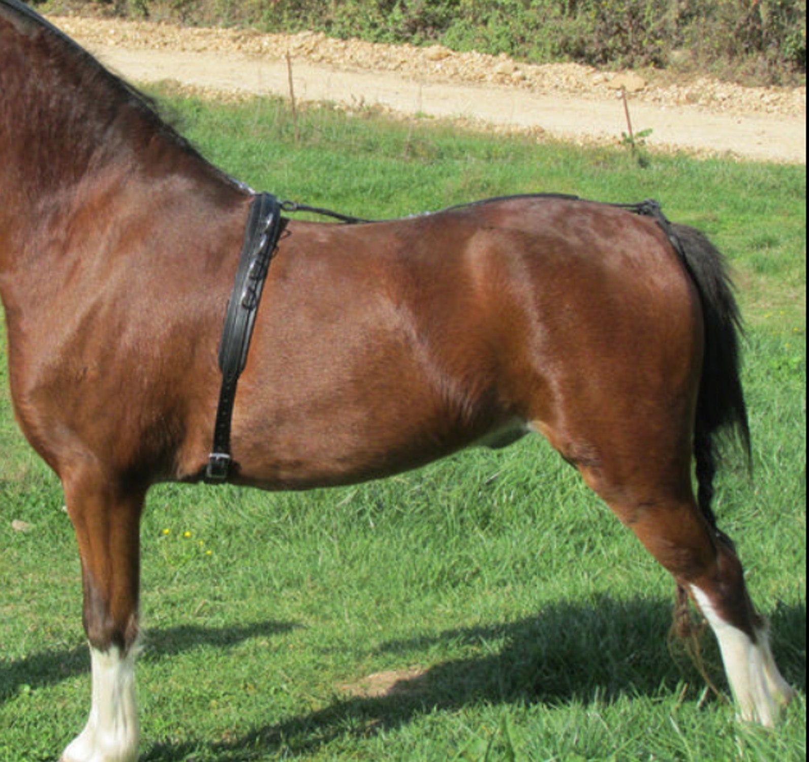 Leather Training Surcingle for Minis & Ponies – Mountain Tack