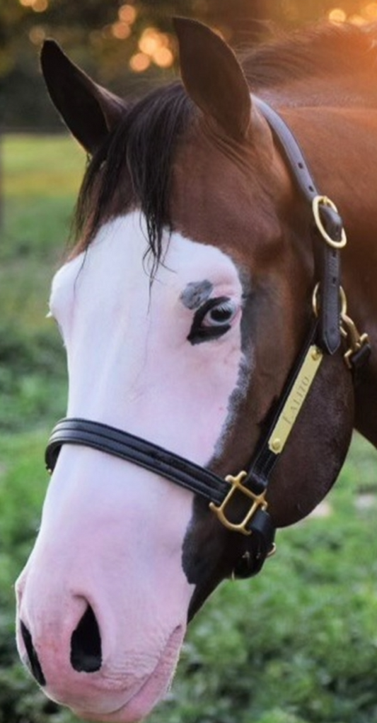 Leather Horse Halter with One Brass Tag by Mose Miller