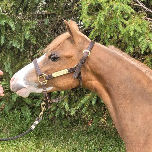 Leather Amish Miniature & Pony Halter with One Brass Tag