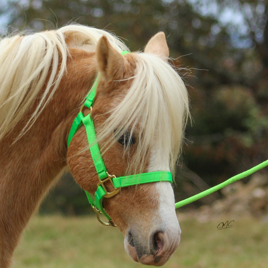 Premium 3/4" Mini Nylon Halter