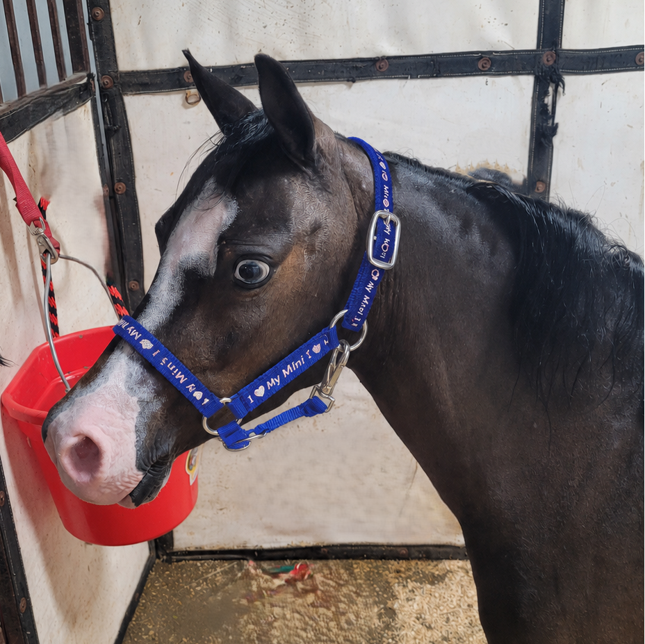 I Love My Mini Nylon Halter By Tough1