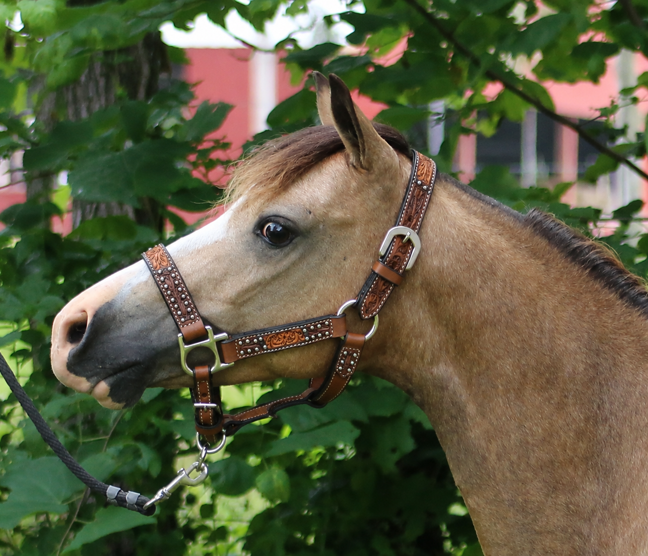 Miniature Horse and Pony Western Leather Halter with Lead – Royal King Cow Puncher
