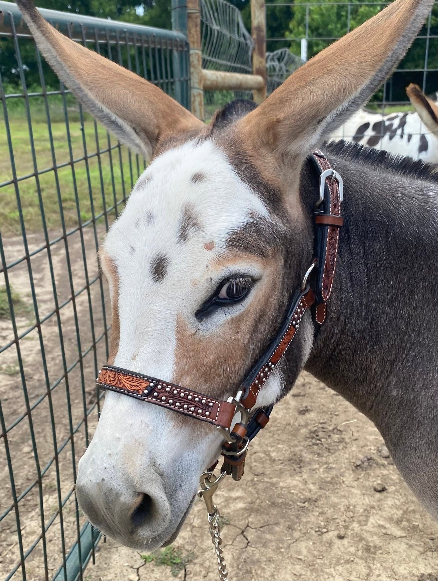 Miniature Horse and Pony Western Leather Halter with Lead – Royal King Cow Puncher